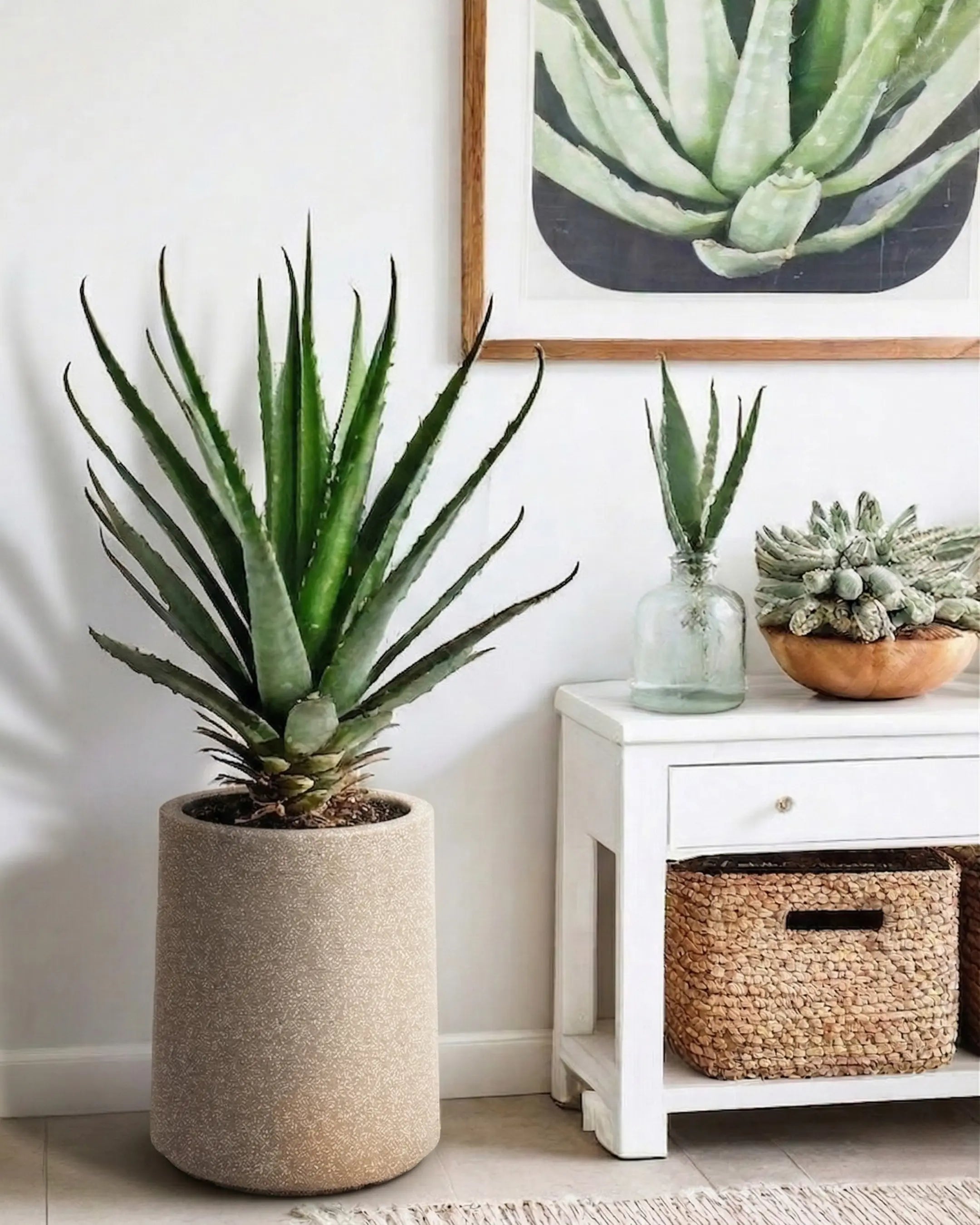 Potted aloe vera plant in a room with a white wall and a small table with decorative items.