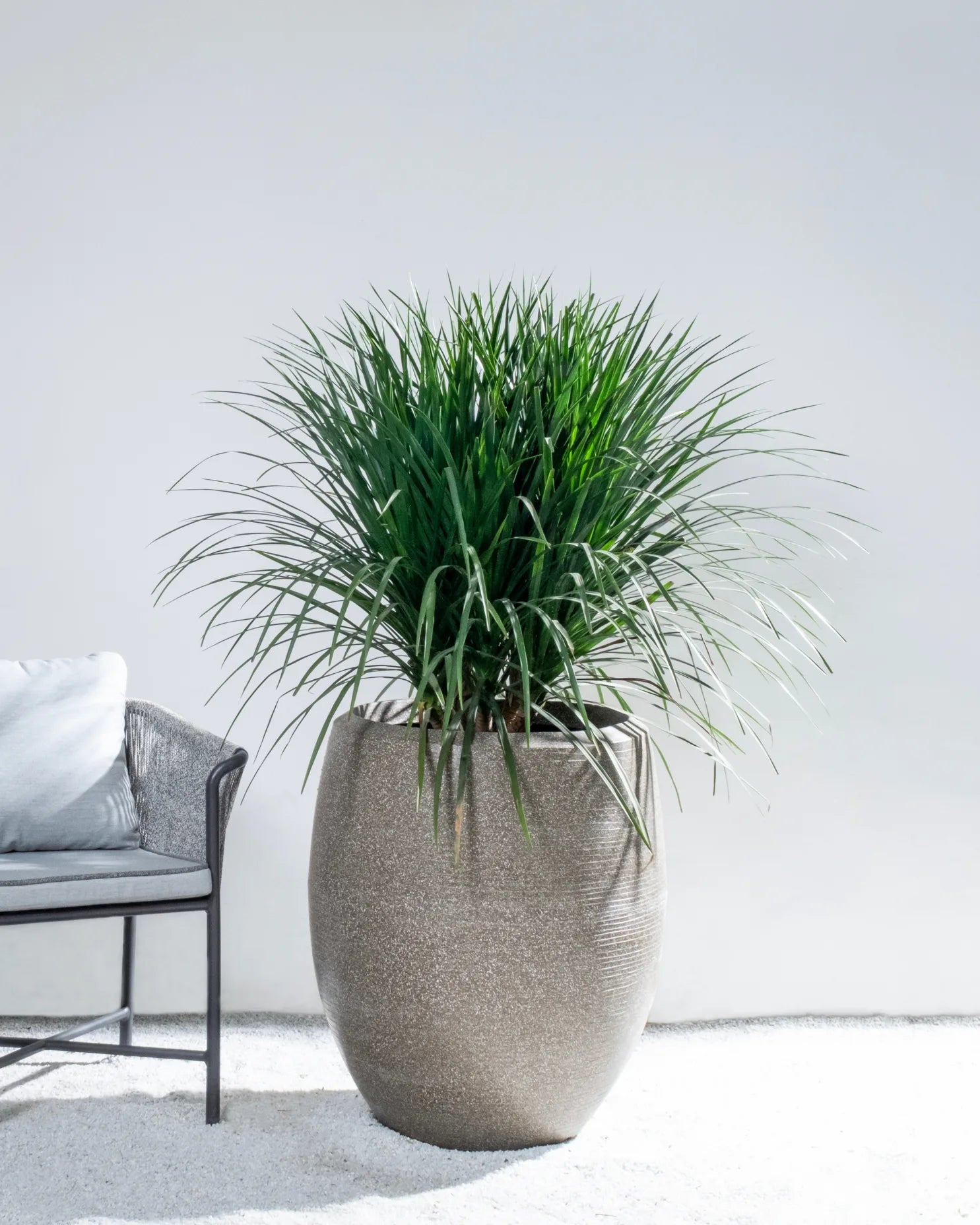 Potted plant in a textured pot on a white surface with a neutral background best for Balcony