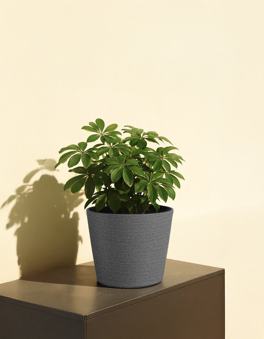Eva Short Planter