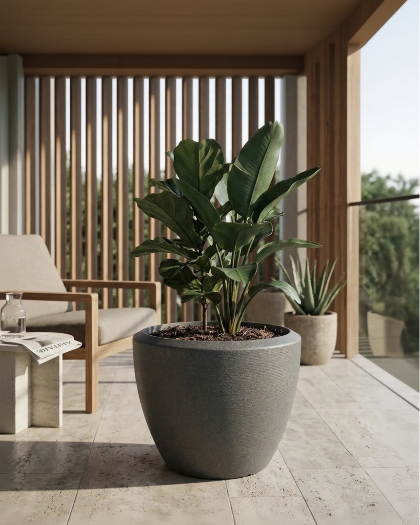 Potted plant on a patio with chairs and a table in the background