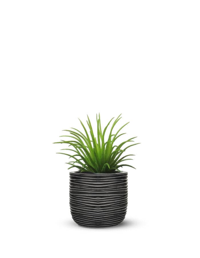 Sereno planters Anna