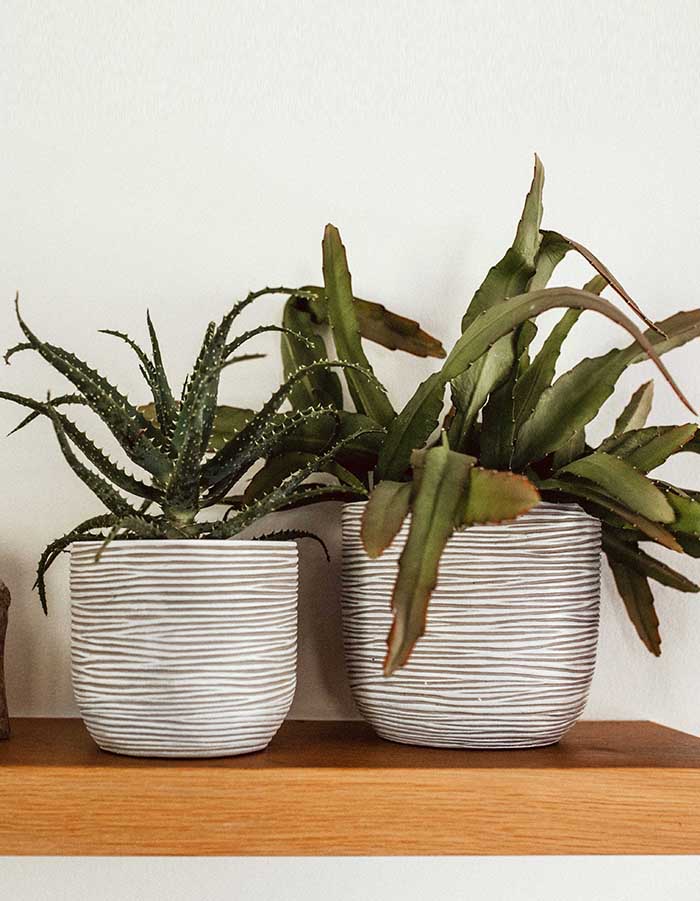 Sereno planters Anna