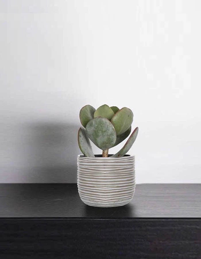 Sereno planters Anna