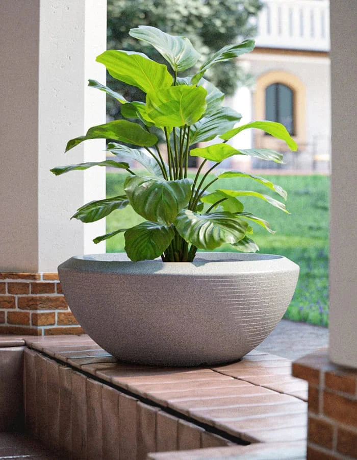 Sereno planters Bassa