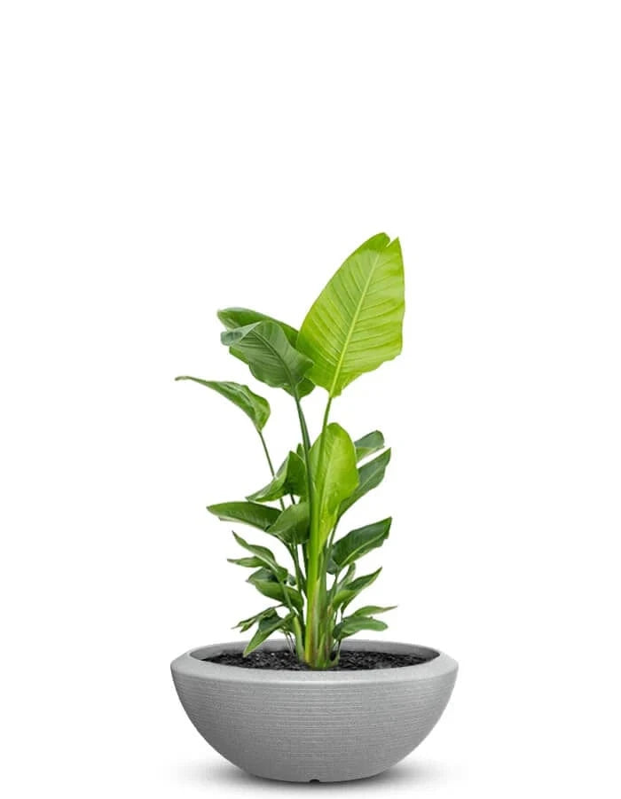 Sereno planters Bassa