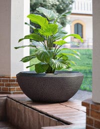 Sereno planters Bassa