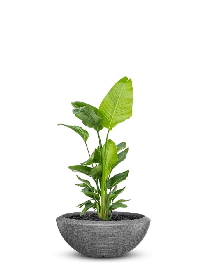 Sereno planters Bassa