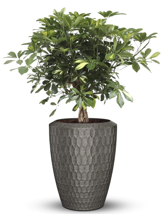 Sereno planters Chiara