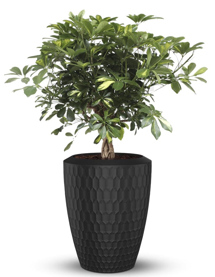 Sereno planters Chiara