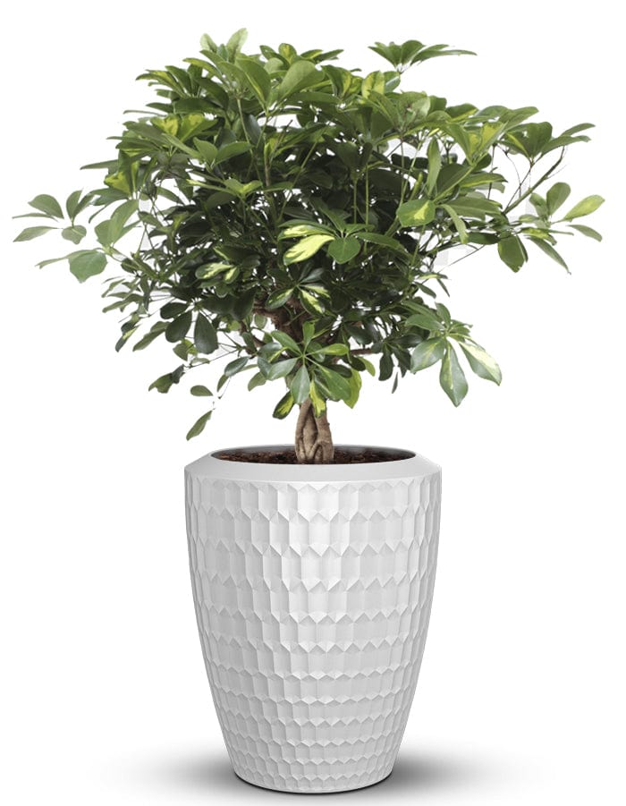 Sereno planters Chiara