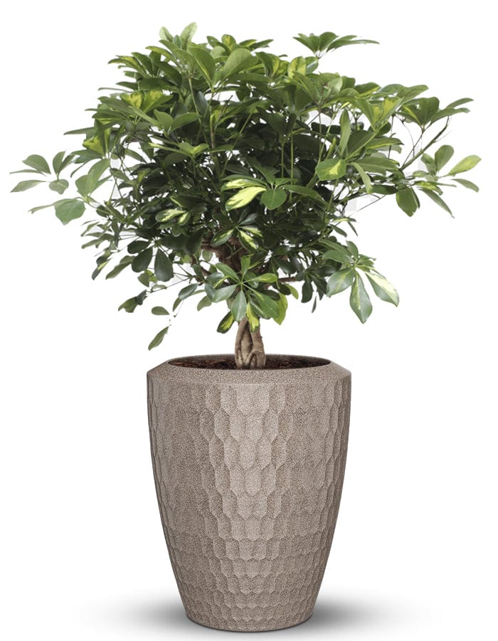 Sereno planters Chiara