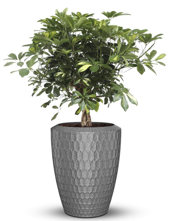 Sereno planters Chiara