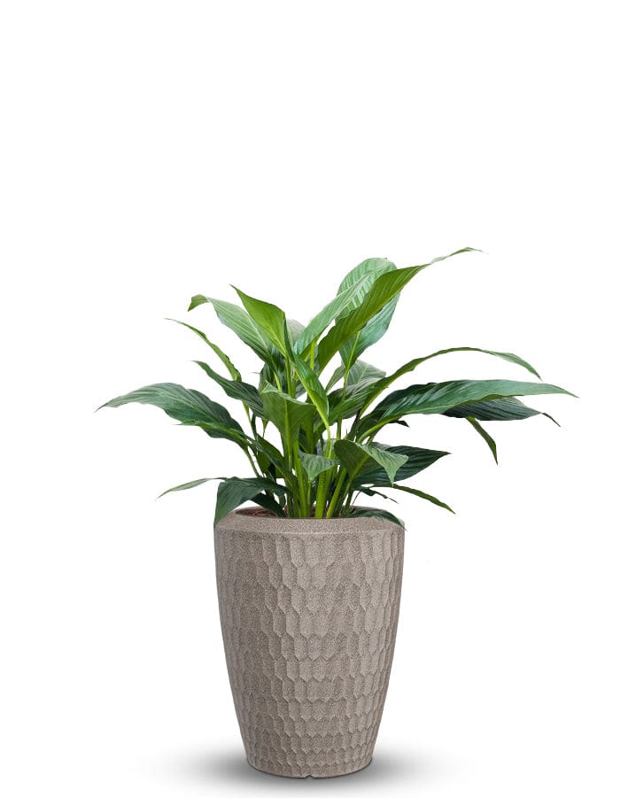 Sereno planters Chiara