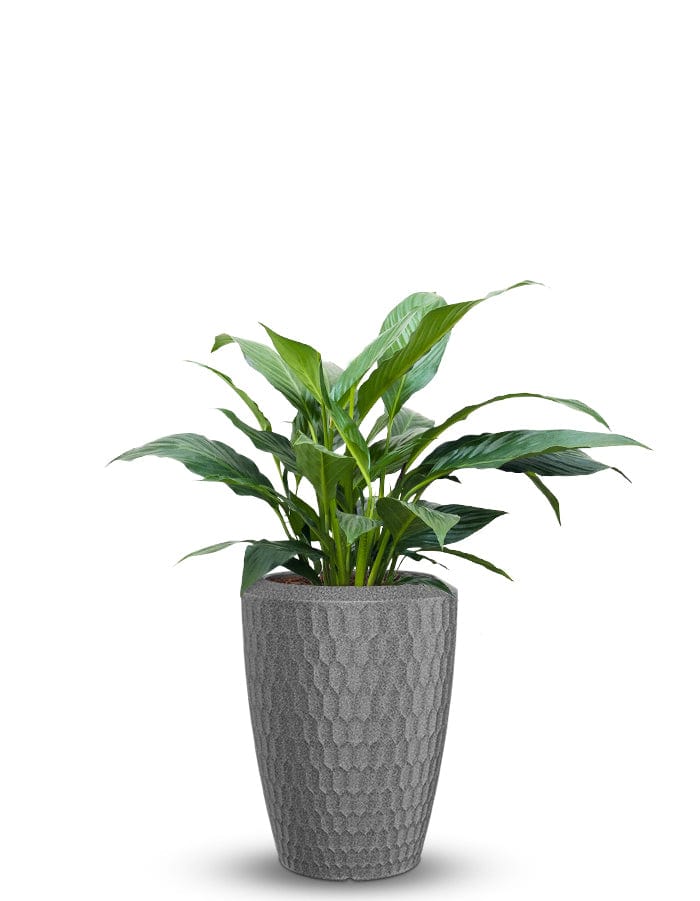 Sereno planters Chiara