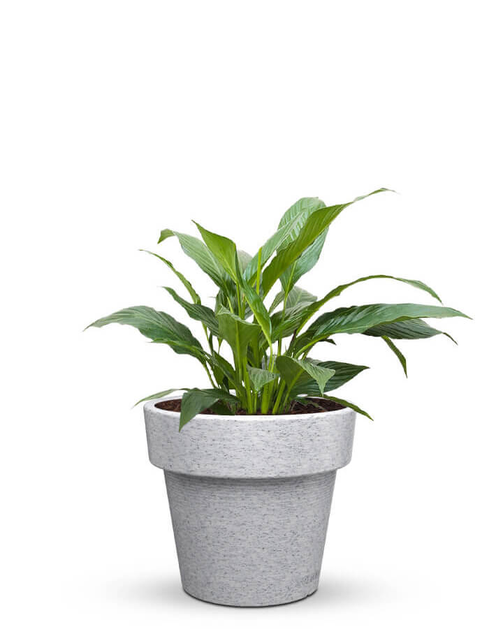 Sereno planters Eloisa LED Planter
