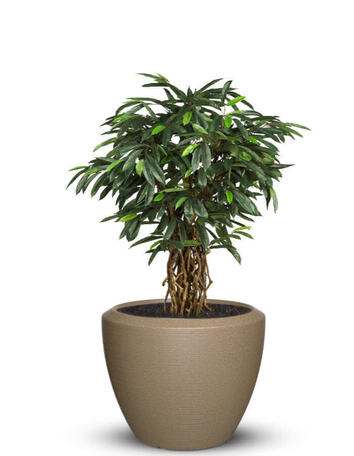 Sereno planters Piatto