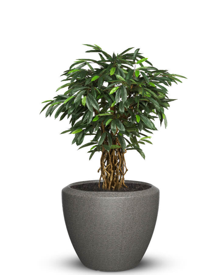 Sereno planters Piatto