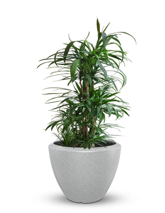 Sereno planters Piatto