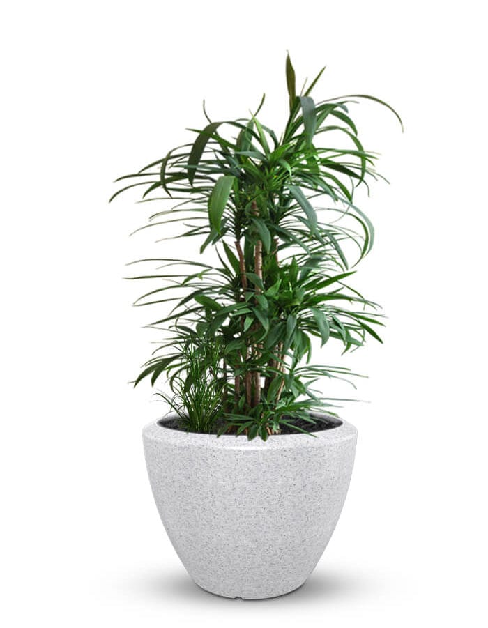 Sereno planters Piatto