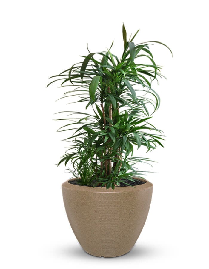 Sereno planters Piatto