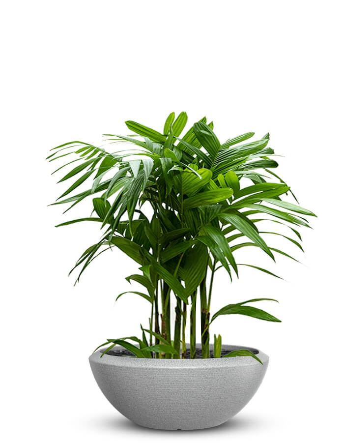 Bassa Large Planter