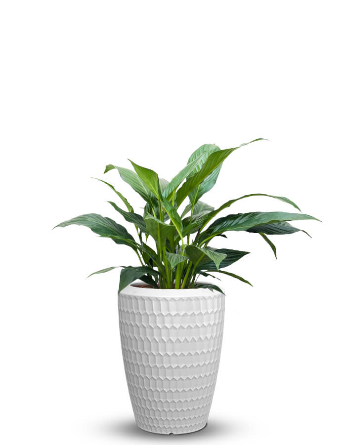 serenodelhi planters Chiara Medium LED Planter