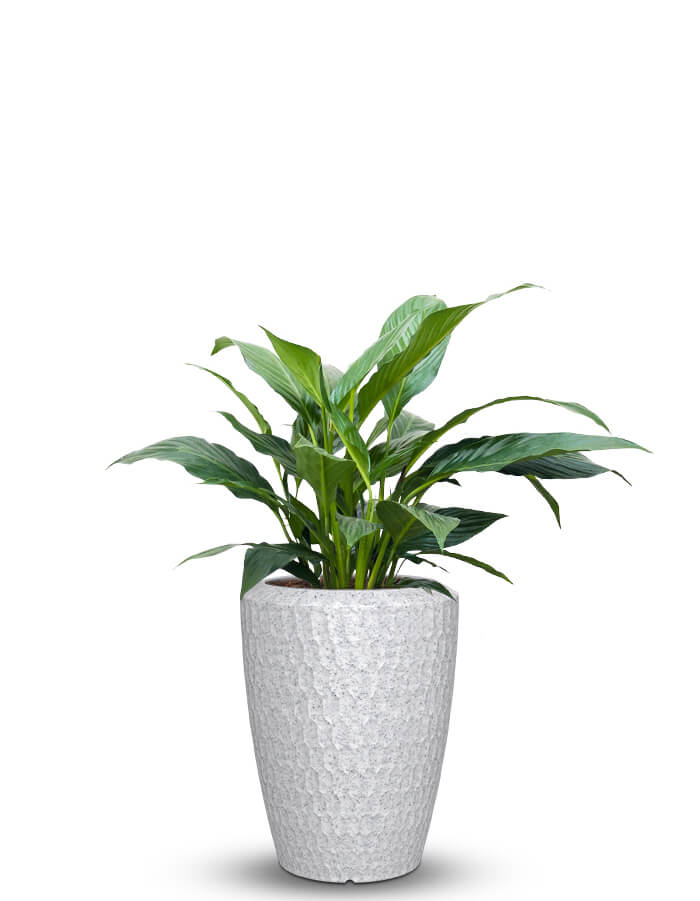 serenodelhi planters Chiara Medium LED Planter