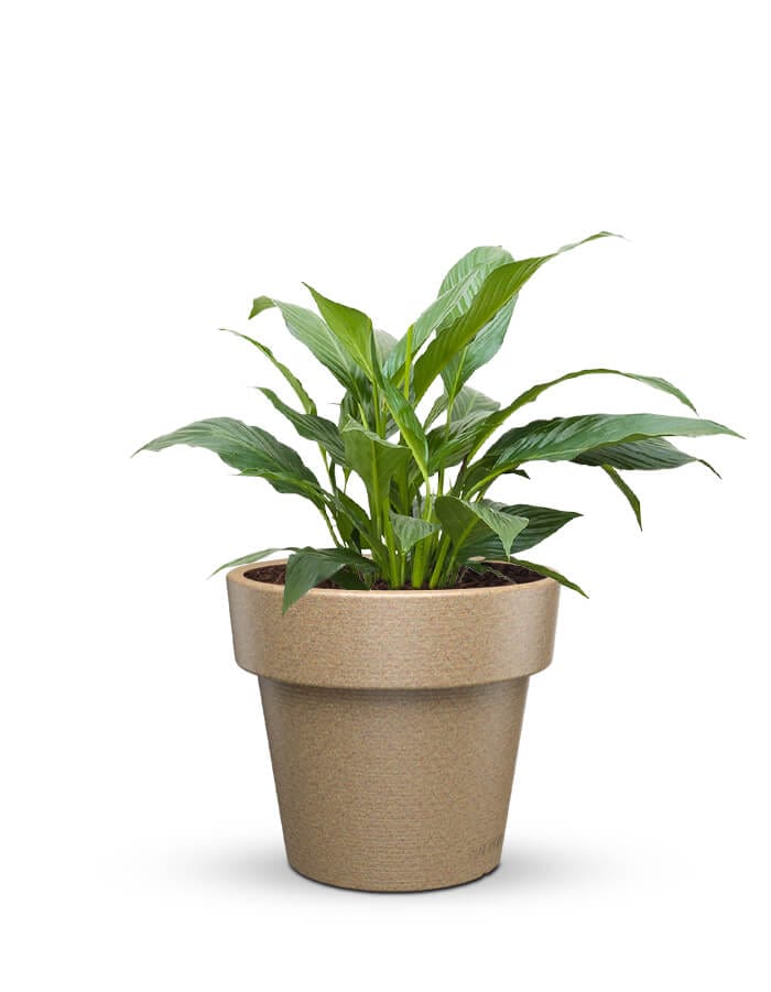 serenodelhi planters Eloisa Medium Planter