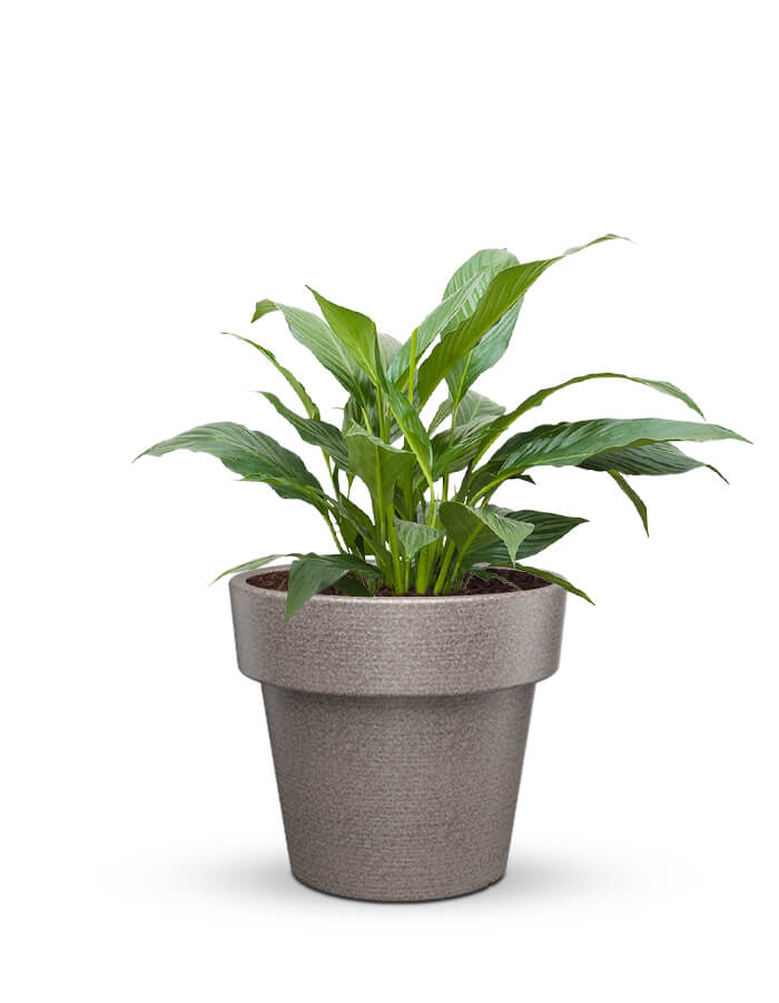 serenodelhi planters Eloisa Medium Planter