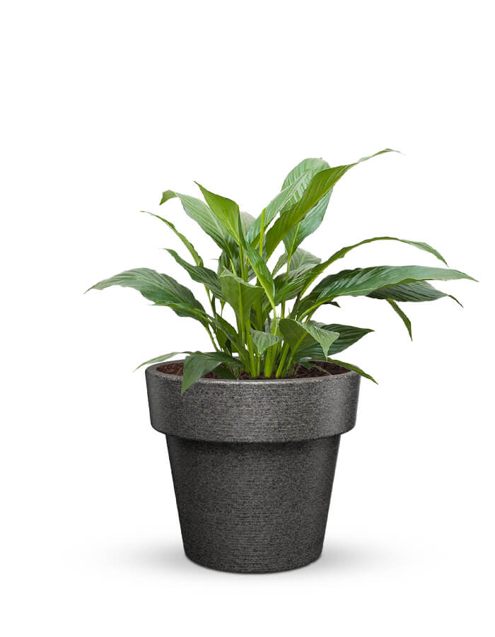 serenodelhi planters Eloisa Medium Planter
