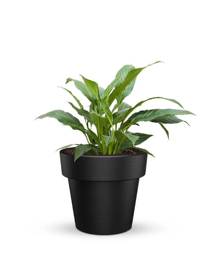 serenodelhi planters Eloisa Medium Planter
