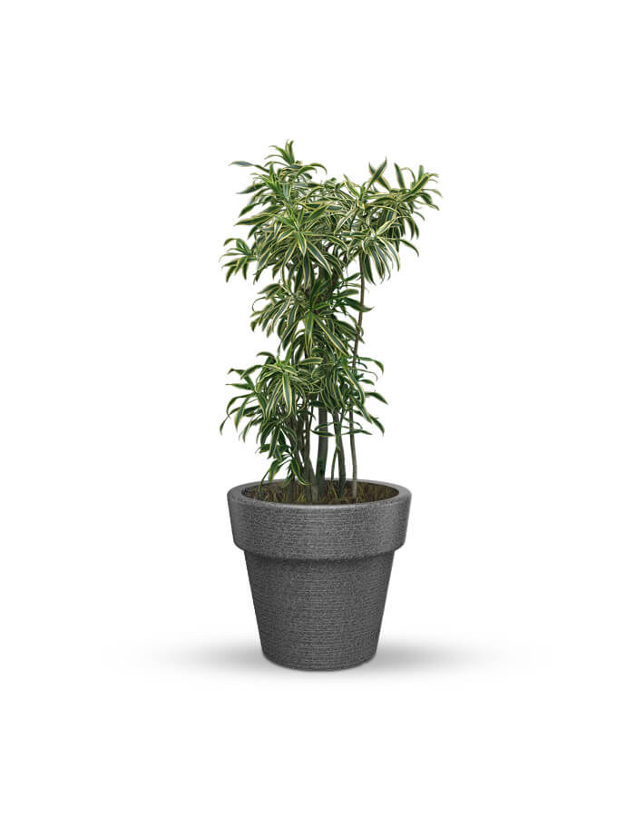 serenodelhi planters Eloisa Small Planter