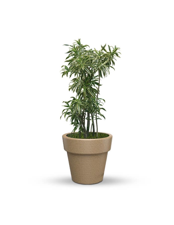 serenodelhi planters Eloisa Small Planter