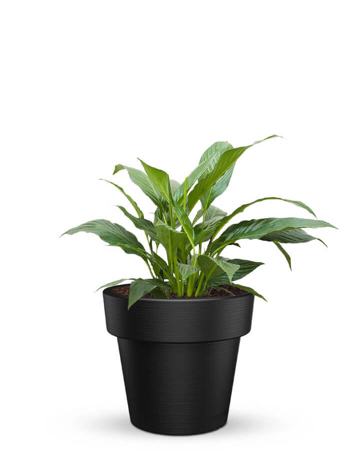 serenodelhi planters Medium / D68 X H60cm / Panther Black Eloisa Medium Planter
