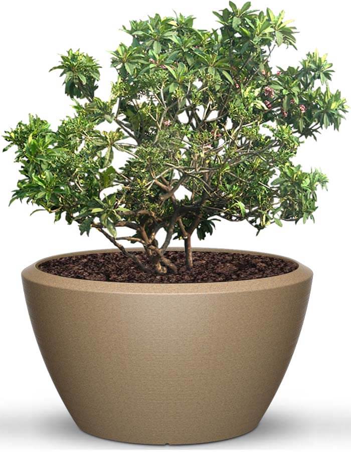 serenodelhi planters Piatto LED Extra Large Planter