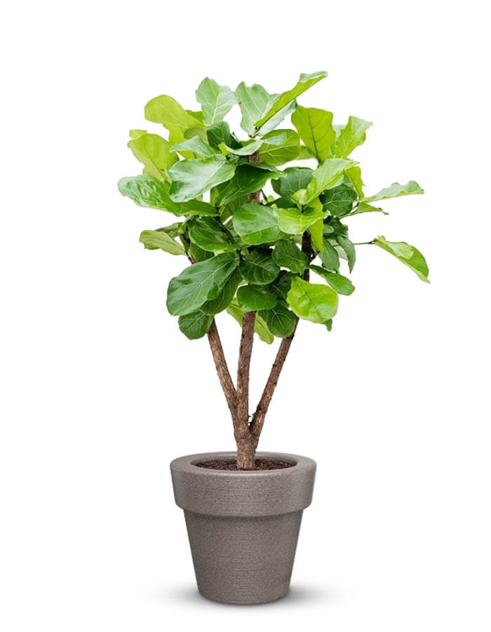 serenodelhi planters Small / D45 X H40cm / Dholpur Beige Eloisa Small Planter