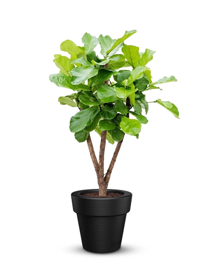 serenodelhi planters Small / D45 X H40cm / Polar White Eloisa Small Planter