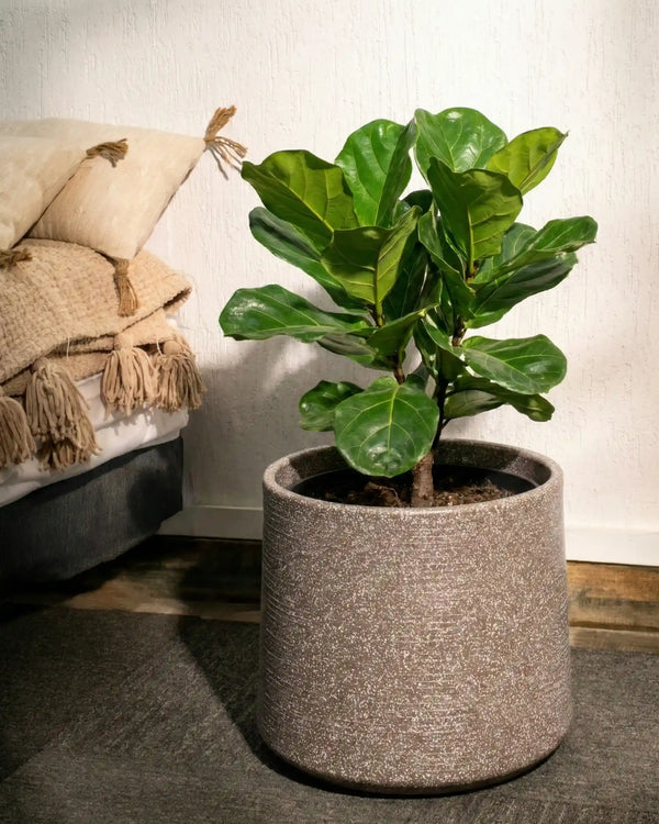Albero Short Planter