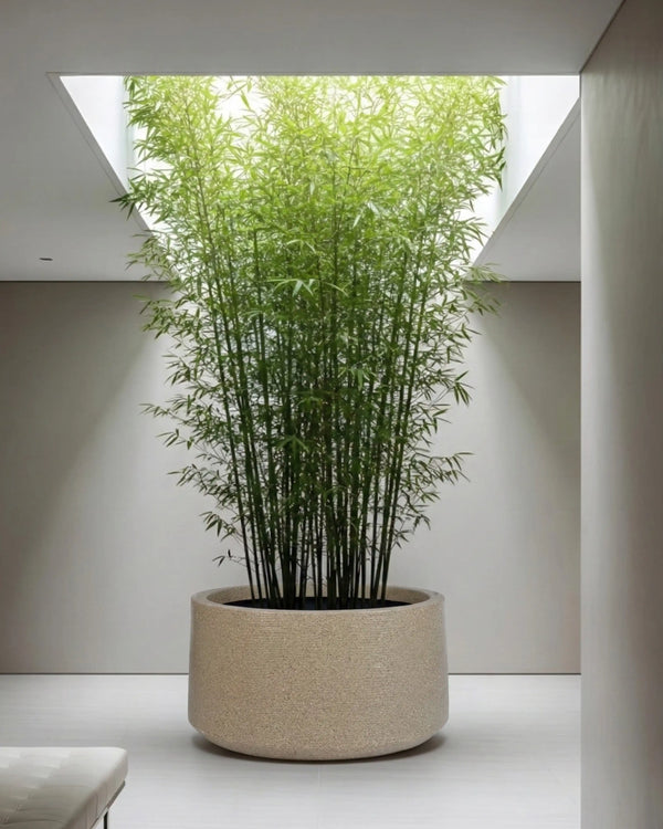 Albero Low Height
