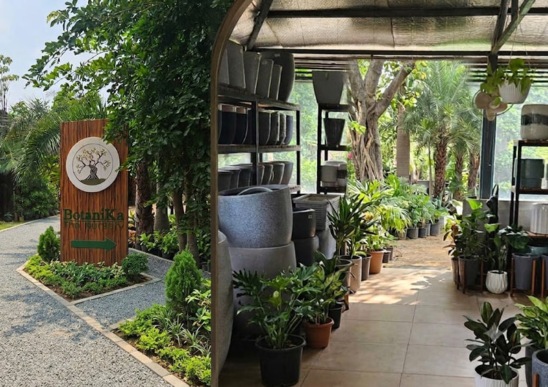 BotaniKa The Nursery