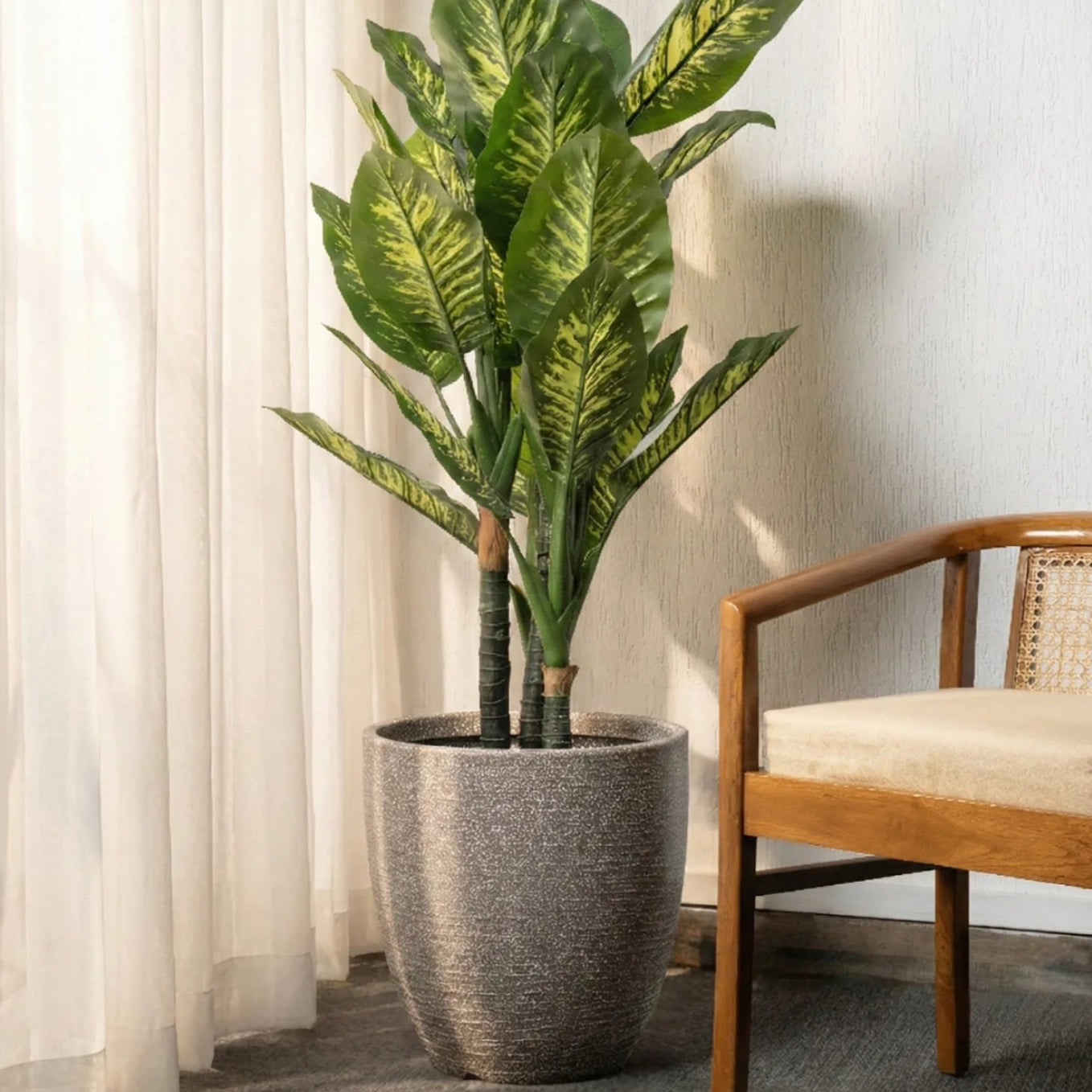 Potted plant in a room with a wooden chair and white curtains