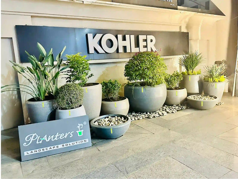 Planters Hisar