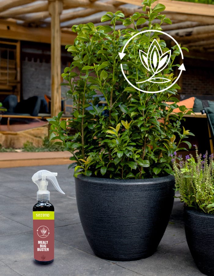 Sereno Accessories Mealy Bug Buster Spray