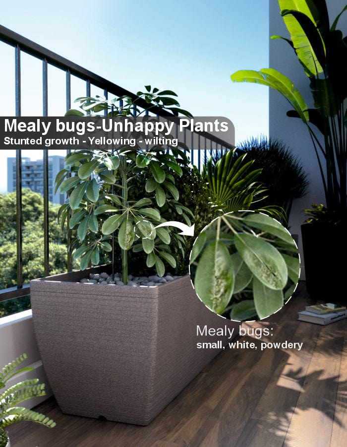 Sereno Accessories Mealy Bug Buster Spray