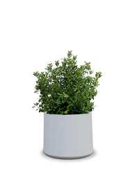 Albero