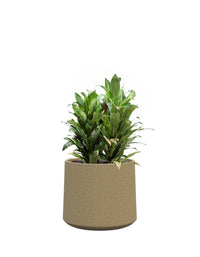 Albero