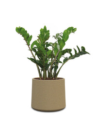 Albero