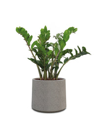 Albero