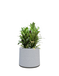 Albero