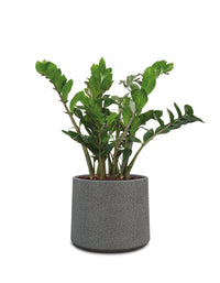 Albero